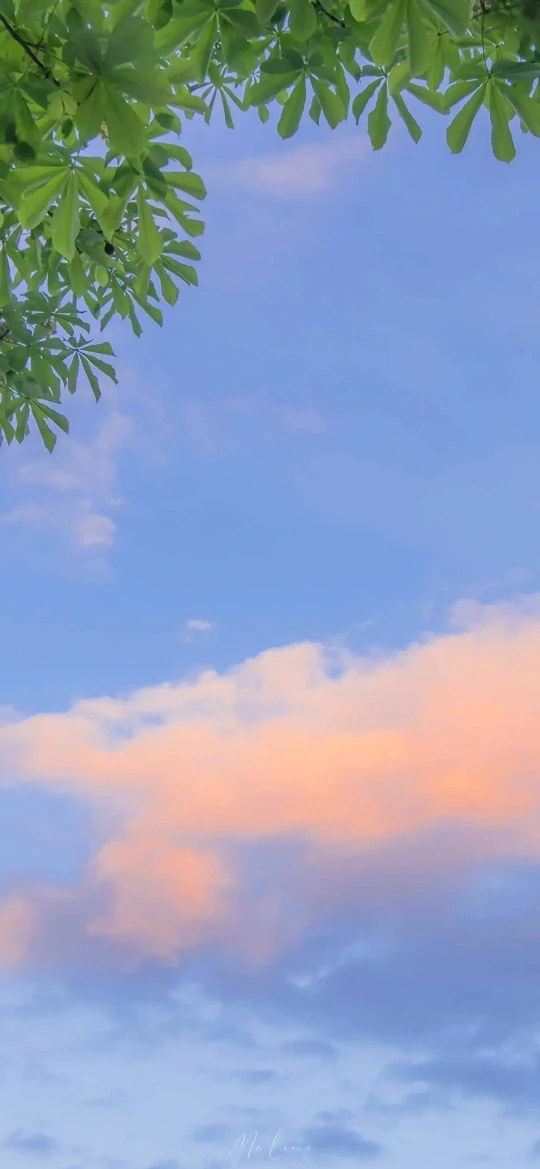 浅蓝黄昏粉橘云朵七叶树绿叶清新 4K 天空风景壁纸