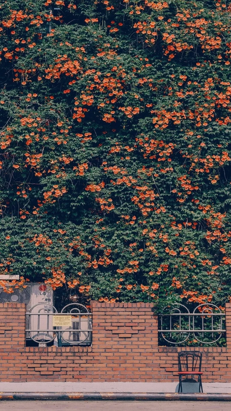 红砖墙凌霄花满墙复古街巷竖版 4K 风景壁纸