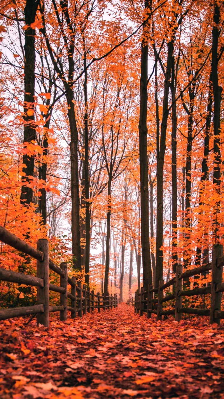 橙红枫叶林间木围栏小路静谧秋日森林画面