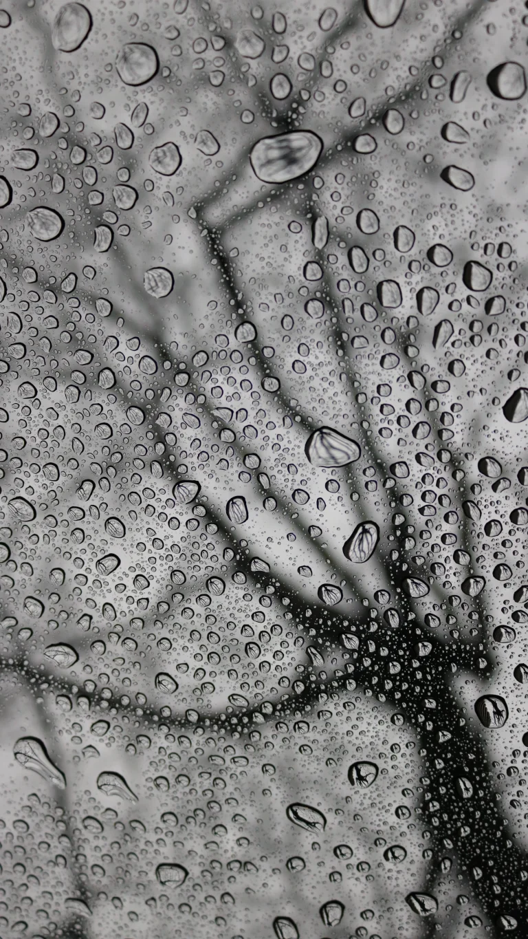 玻璃水珠朦胧树枝黑白质感雨天治愈实拍