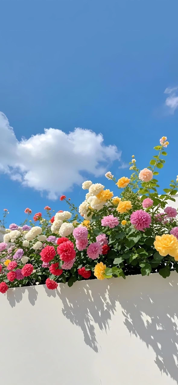 夏日蓝天白云墙头缤纷花卉手机壁纸