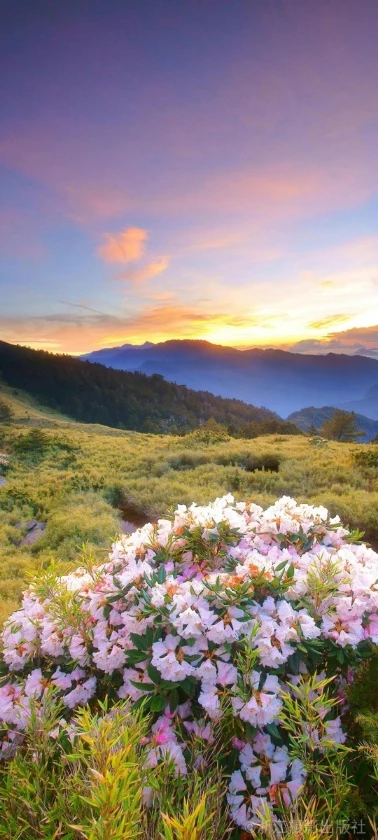 暮色群山粉白杜鹃花治愈风景手机壁纸