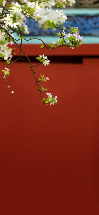 故宫红墙垂枝春花古风摄影手机壁纸