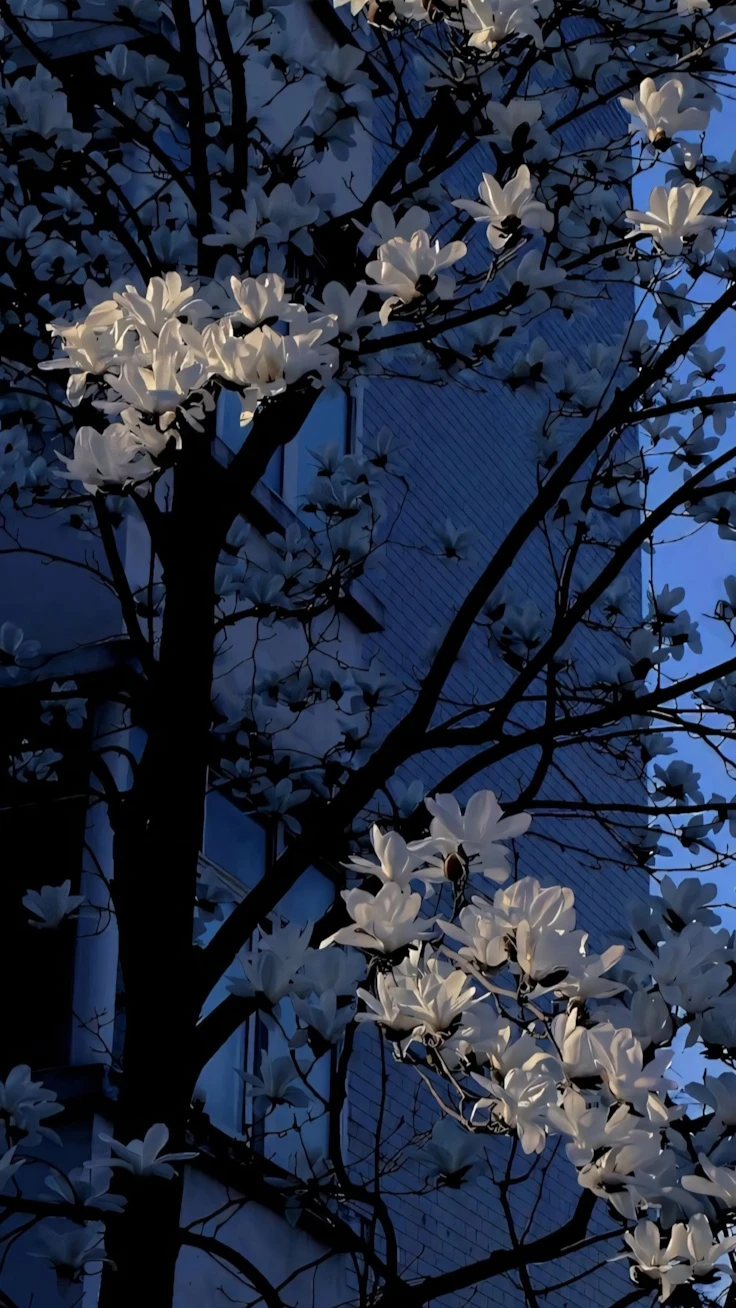 晴空下盛开白玉兰黑色枝桠简约城市春日摄影