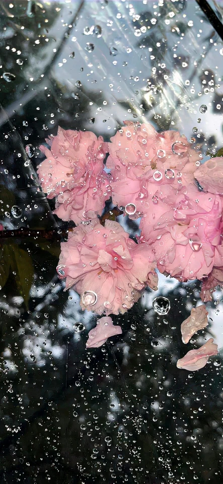 车窗水珠粉色重瓣樱花清新治愈风景