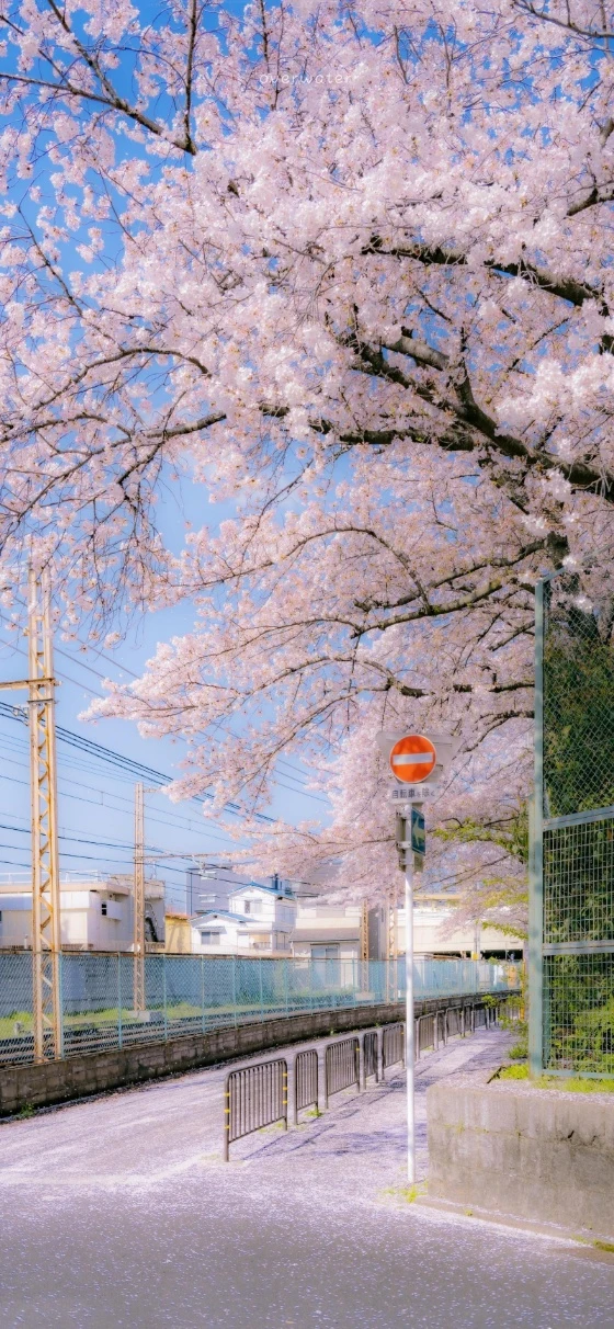春日铁轨旁盛放樱花实拍手机壁纸