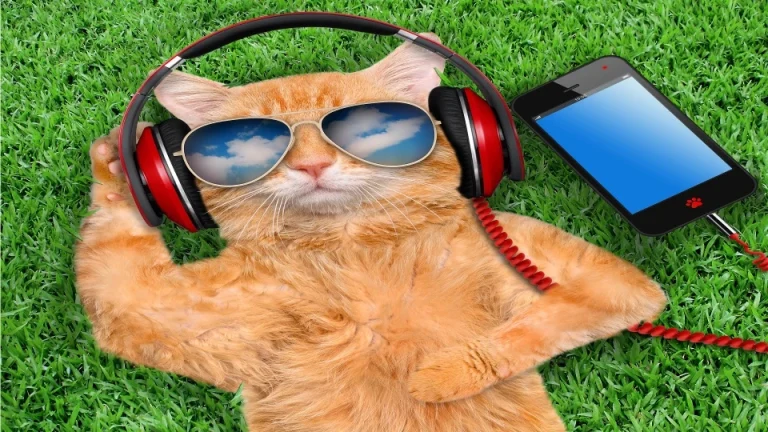 清新绿色草坪慵懒肥橘猫听音乐创意写实萌宠 4K 电脑壁纸