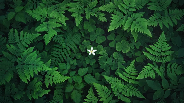 深绿蕨类三叶草中心小白花治愈森系 4K 电脑壁纸