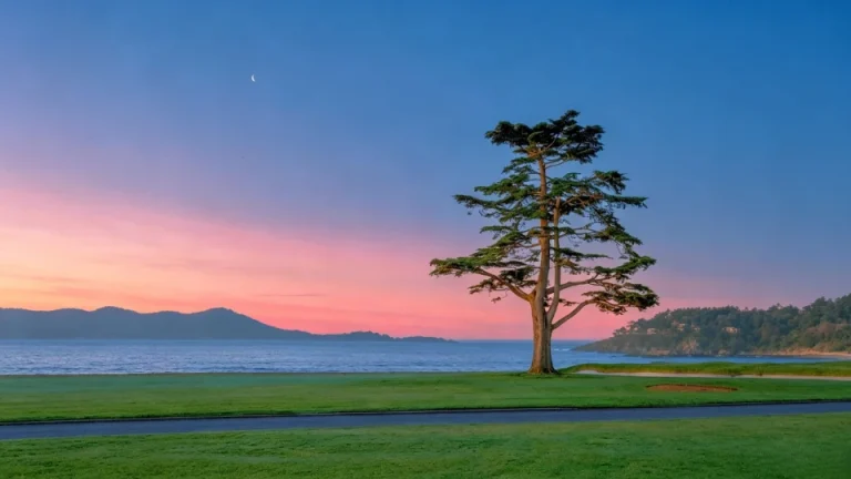 粉蓝黄昏海边孤树草坪月牙海湾横版 4K 风景壁纸