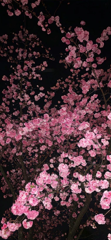 黑夜满枝粉樱温柔氛围感手机壁纸