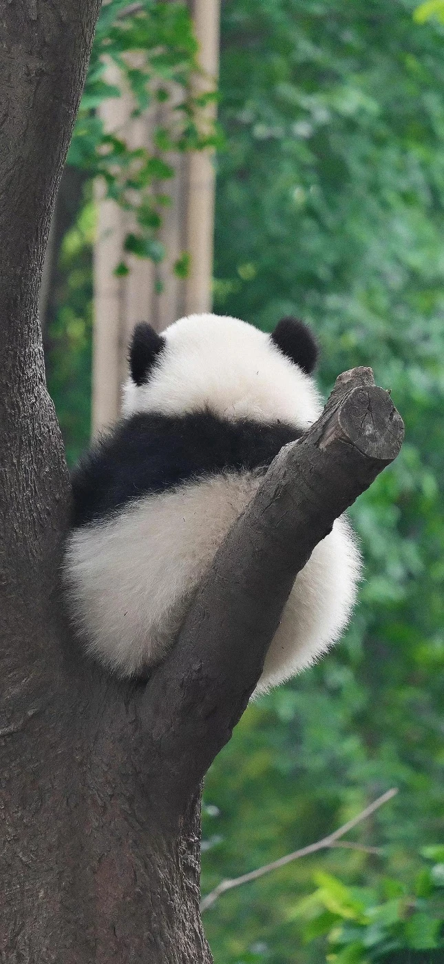 树上熊猫幼崽背影治愈高清手机壁纸