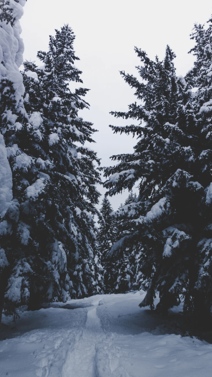 冬日积雪云杉林间雪道清冷黑白森林雪景
