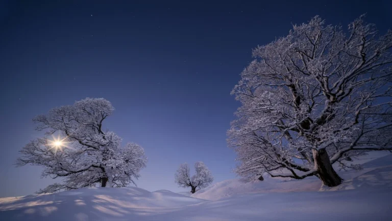 深蓝月夜三颗覆雪枯树平整雪原星光实拍 4K 电脑壁纸