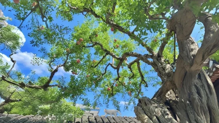 古院老石榴树白猫青瓦蓝天治愈风景 4K 电脑壁纸