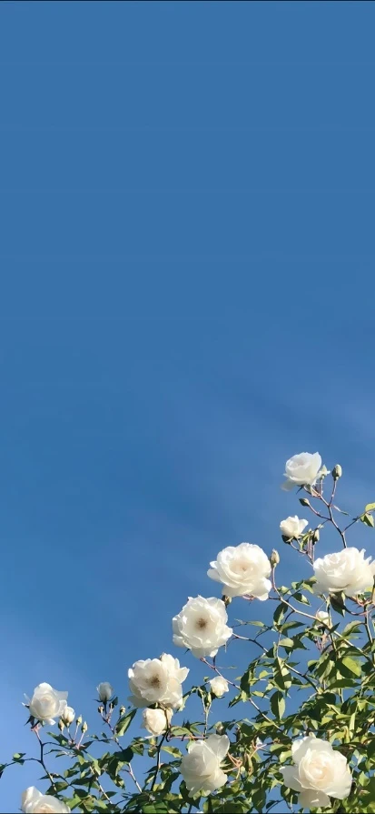 蓝空之下白玫瑰温柔风景手机壁纸
