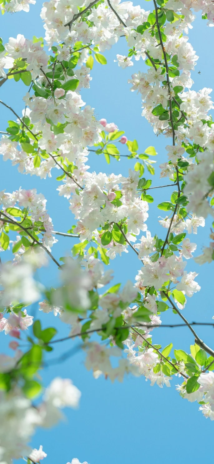 春日繁花枝叶温柔氛围感手机壁纸