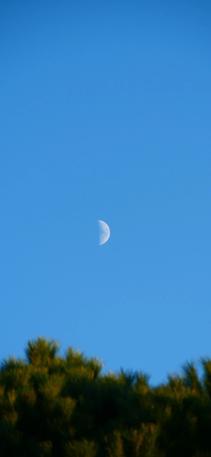 晴空松树树梢半月极简干净 4K 手机竖版天空壁纸