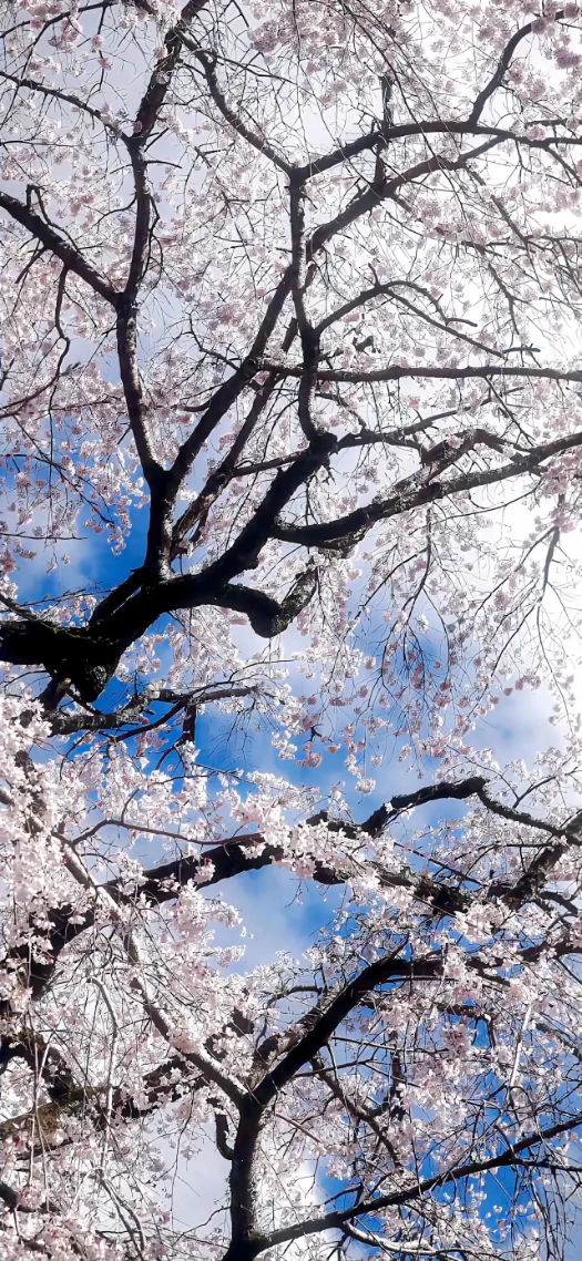 晴空垂枝樱花黑树干仰拍春日竖版 4K 风景壁纸