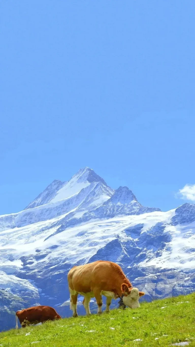 阿尔卑斯雪山牧场黄牛晴空航拍竖版 4K 壁纸