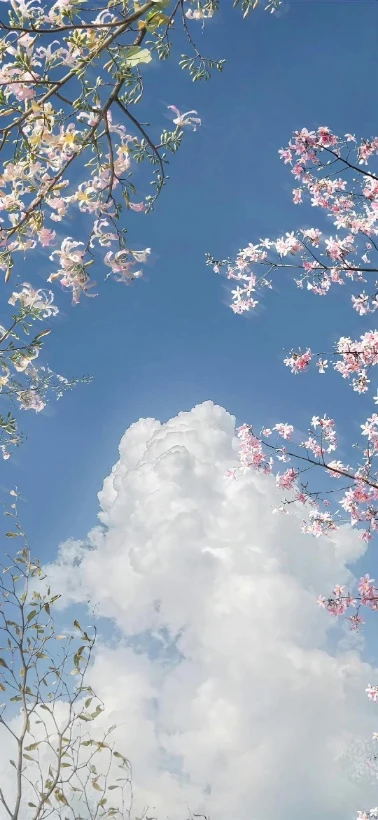 异木棉花枝与蓬松白云治愈手机壁纸