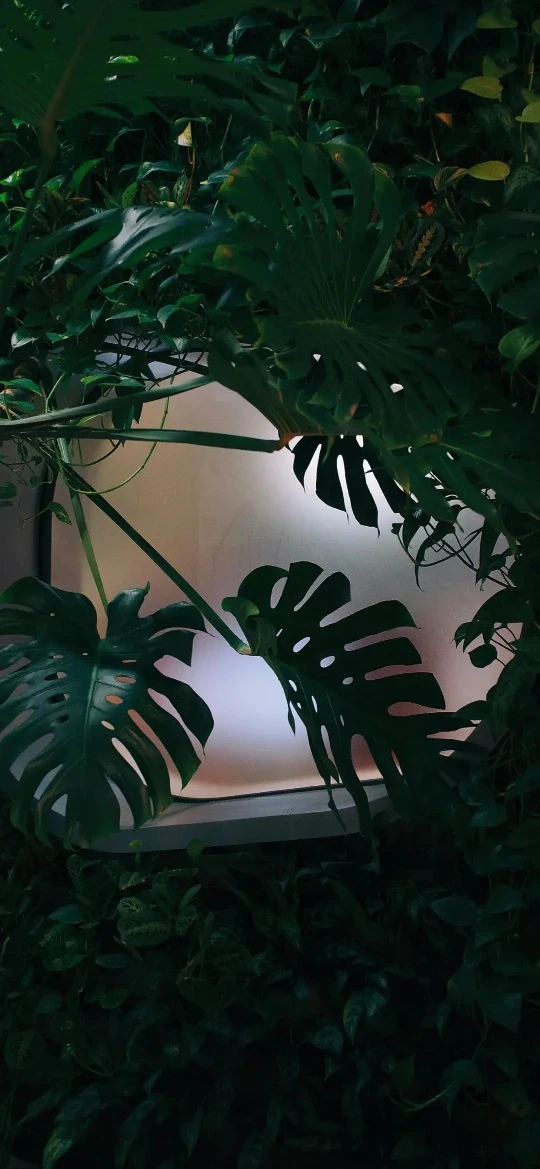 暗调龟背竹绿植柔光窗户静谧治愈 4K 手机植物壁纸