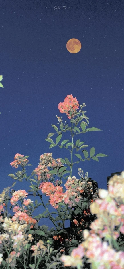 月夜粉花橙红满月温柔手机壁纸