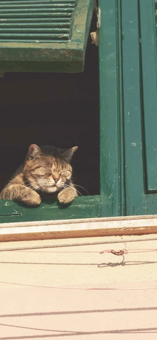 复古绿木窗午睡狸花猫暖调阳光治愈 4K 手机风景壁纸