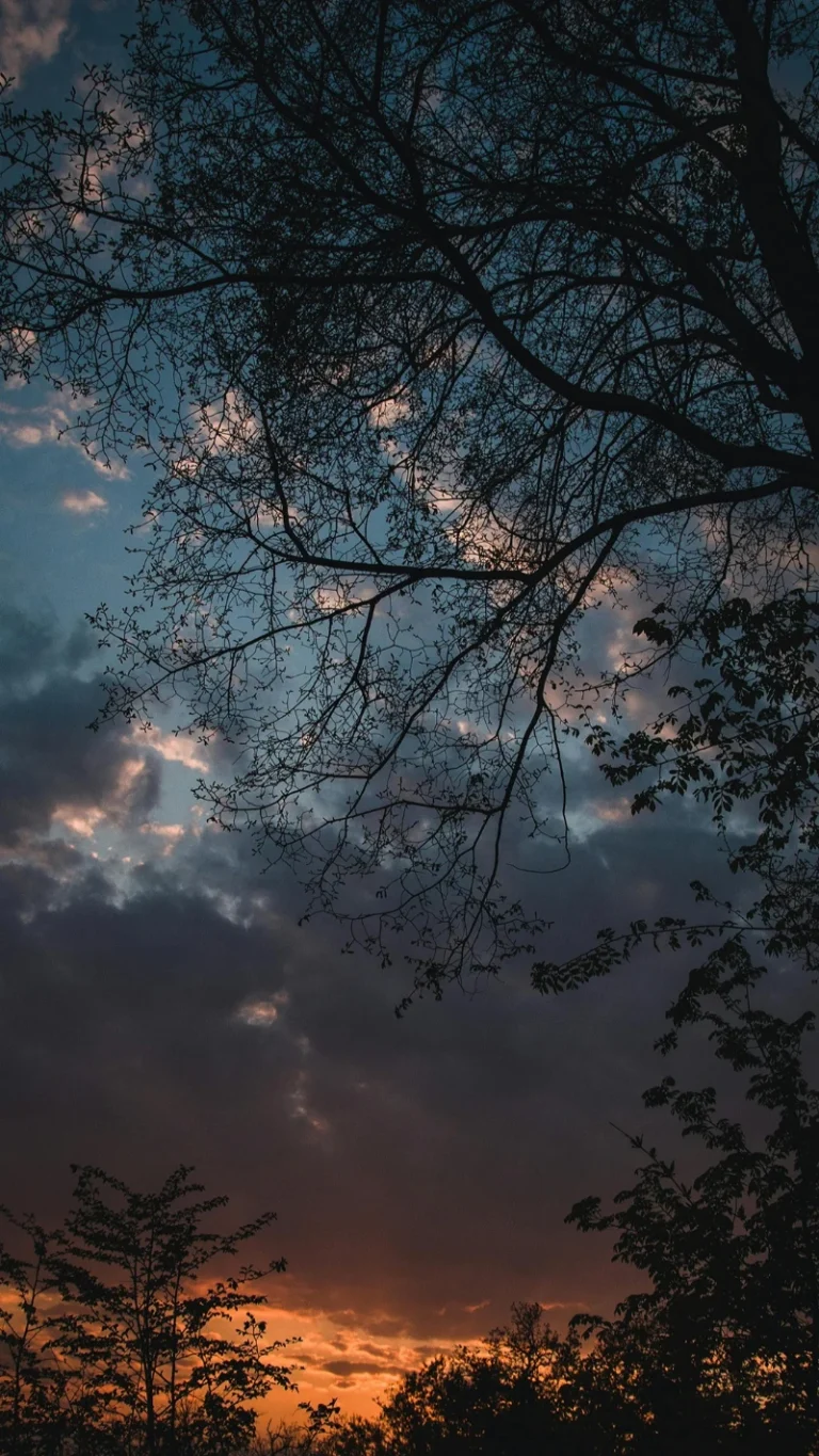 暮色树林剪影绚烂晚霞冷暖撞色唯美外景