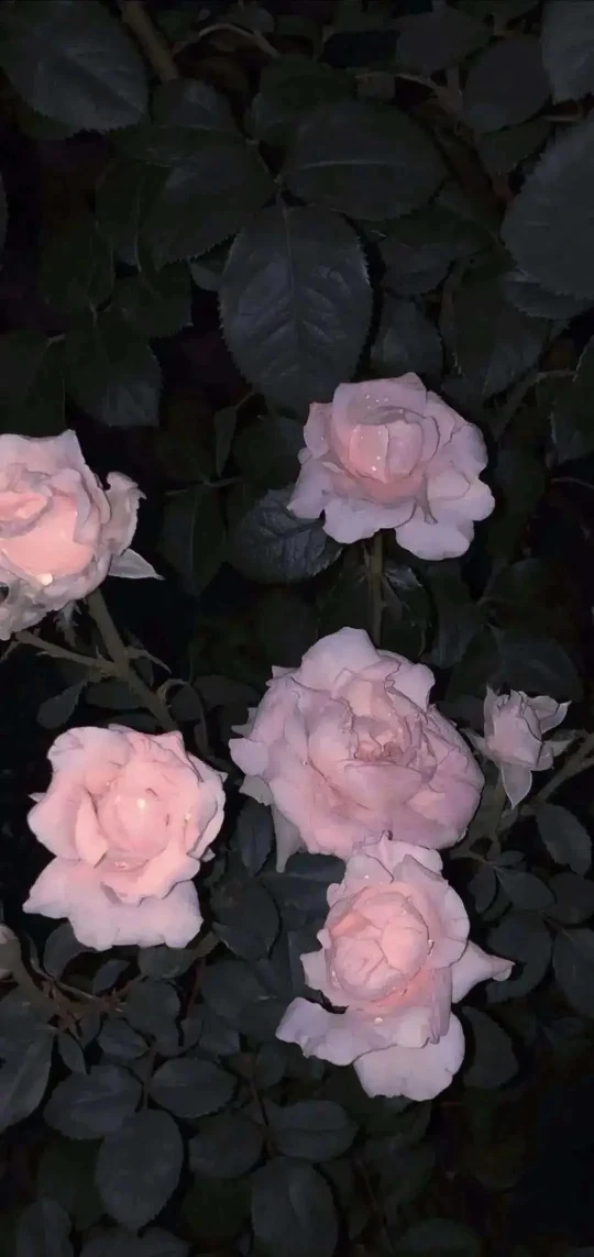 暗调夜色带水珠浅粉玫瑰静谧温柔 4K 手机花卉壁纸