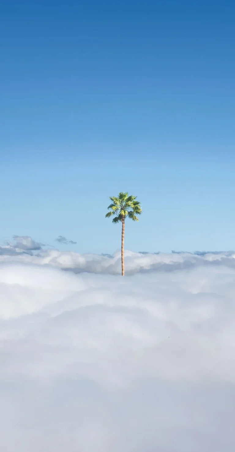 云海孤椰树淡蓝天治愈极简竖版风景壁纸