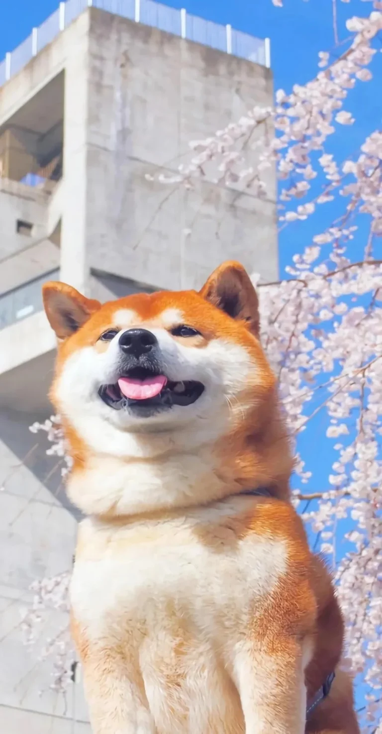 春日樱花笑脸柴犬清水混凝土建筑竖版 4K 治愈风景壁纸