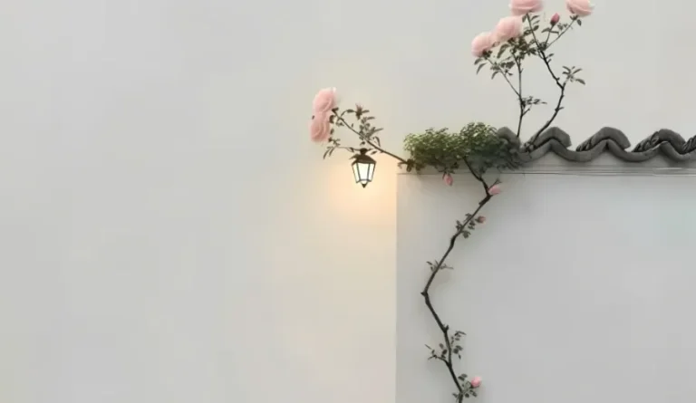 简约风蔷薇白墙背景