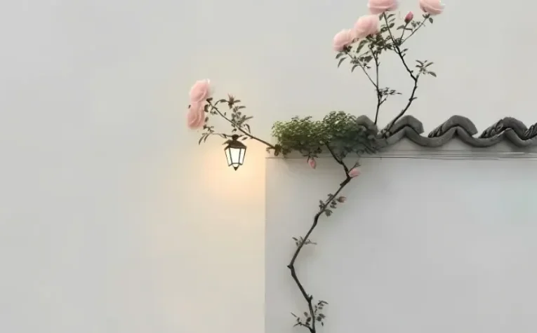 简约风蔷薇白墙背景丨电脑壁纸