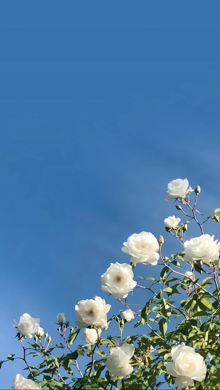 湛蓝天空白玫瑰清新唯美治愈系植物壁纸