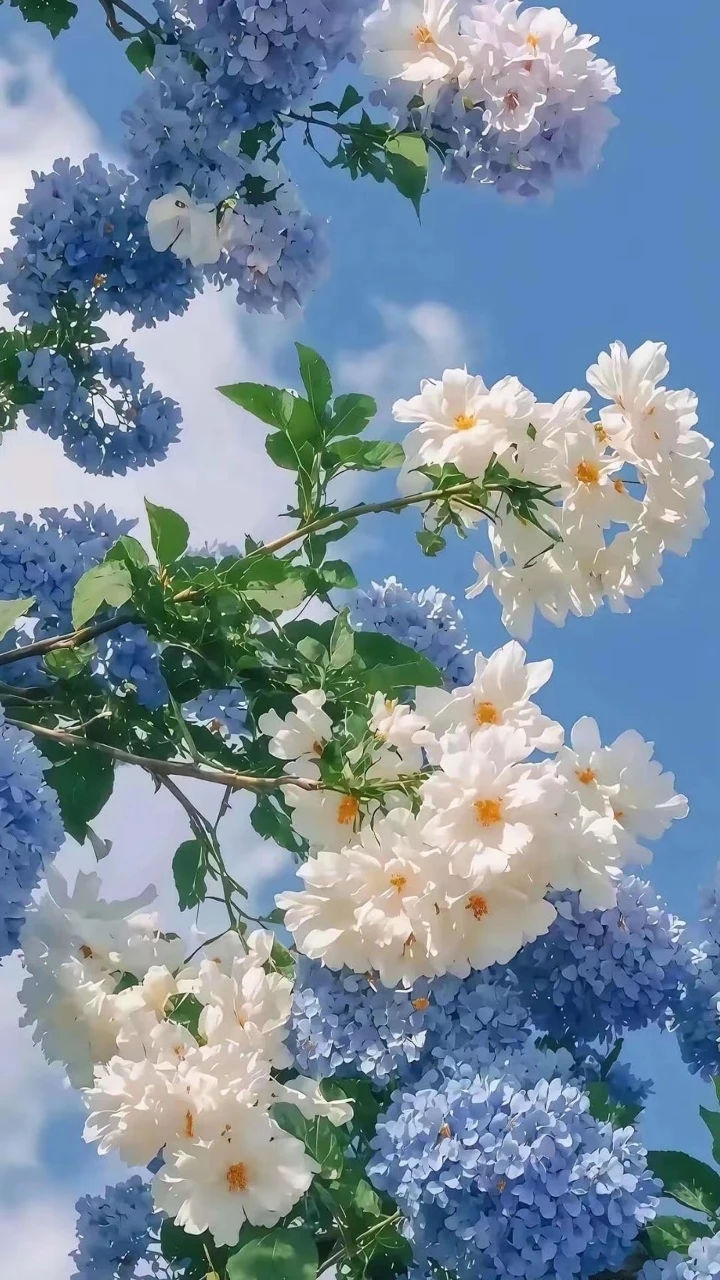 晴空蓝绣球白山茶清新治愈风景
