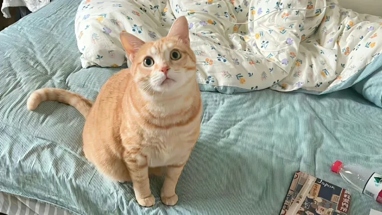 呆萌胖橘猫床上好奇抬头实拍
