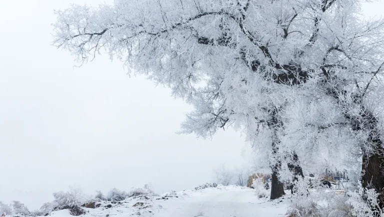 雾凇覆盖寒林冬日山野唯美雪景风光4K电脑壁纸