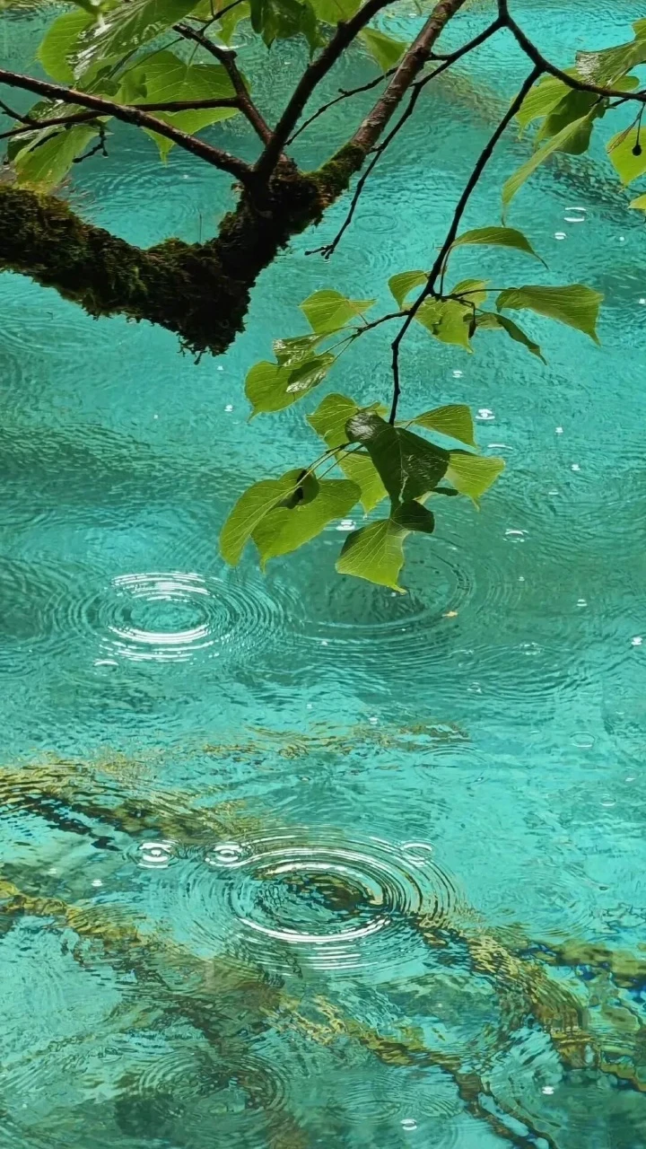 蓝绿水涟漪垂枝绿叶治愈雨景壁纸