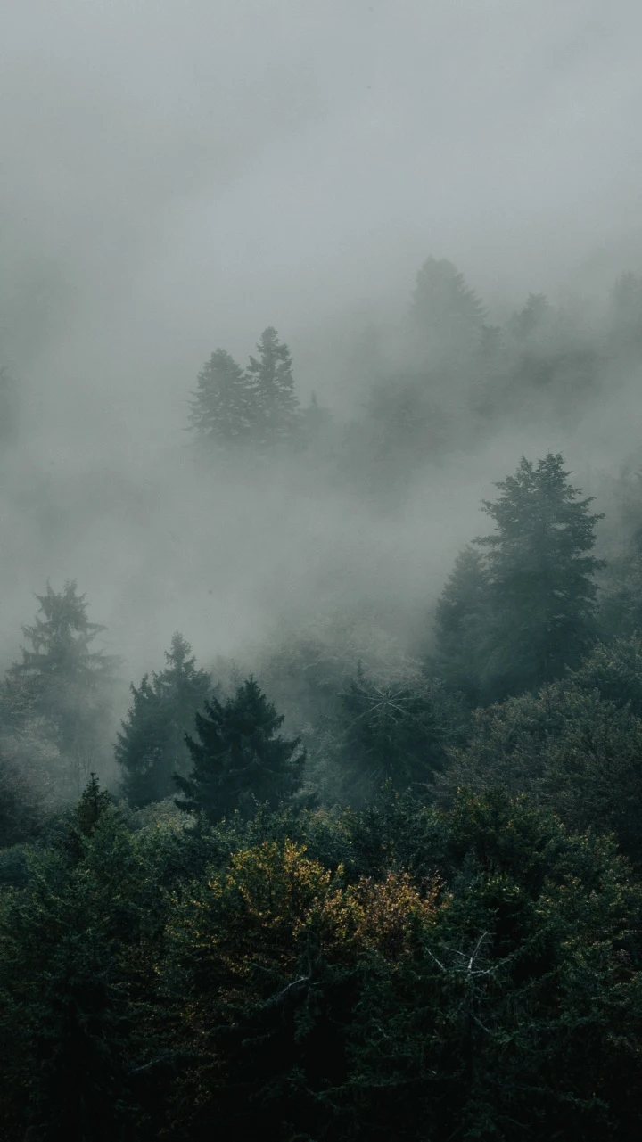 浓雾笼罩山林冷调朦胧森林自然风景