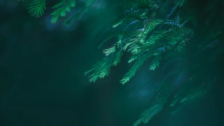 幽绿景深水杉枝条静谧氛围感画面