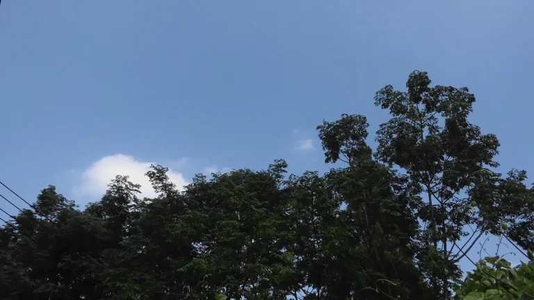 晴空之下绿树舒展清新治愈自然实景画面4K电脑壁纸