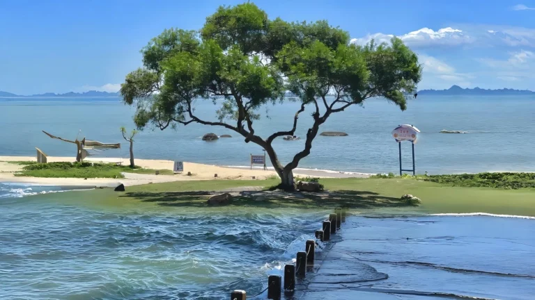 海边孤树碧海蓝天治愈海滨风景