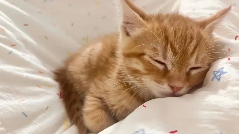 软萌橘色小猫酣睡治愈可爱小动物画面4K电脑壁纸