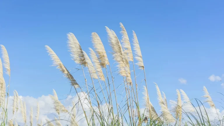 澄澈晴空下随风摇曳轻盈蓬松蒲苇草4K电脑壁纸