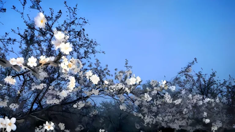 澄澈蓝天映衬满枝洁白繁花唯美风景插画4K电脑壁纸
