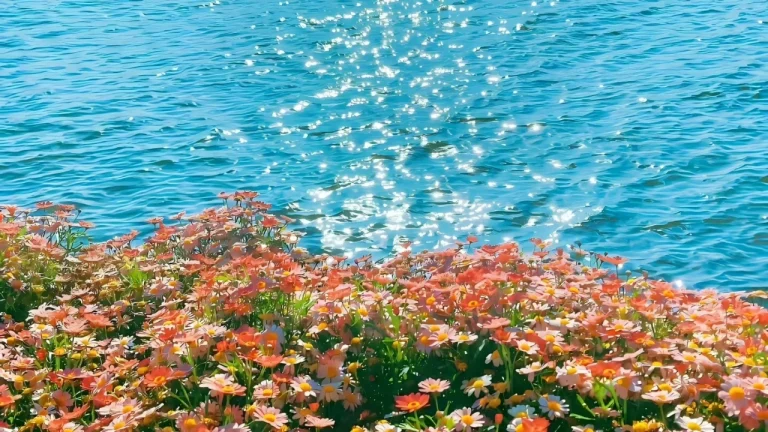 海边橙粉小雏菊波光粼粼治愈清新海景